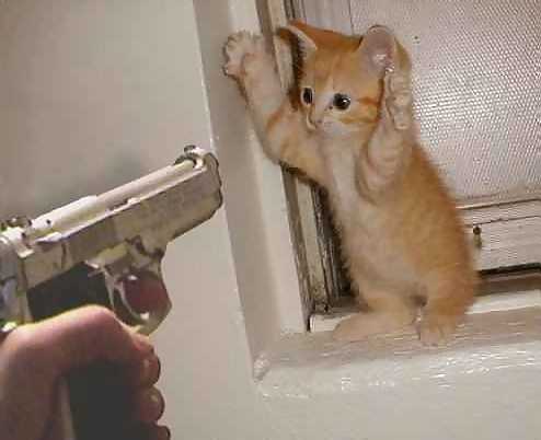 Stick 'em up, kitty!